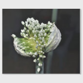 Federzwiebel Geschenkpapier (Flach)