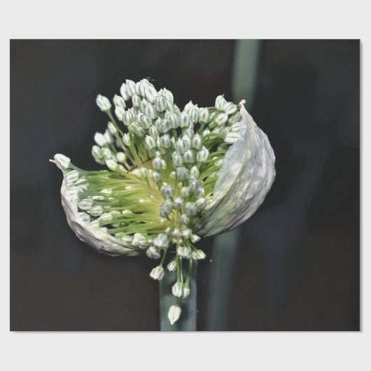 Federzwiebel Geschenkpapier (Flach)