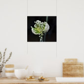 Federzwiebel Poster (Küche)