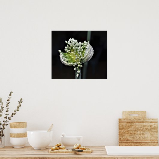 Federzwiebel Poster (Küche)