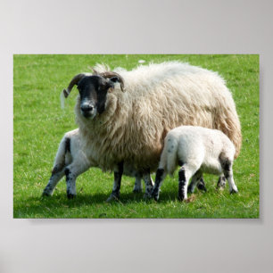Feeding time for this sheep's lambs poster