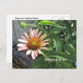 Feel Better Pink Daisy Postkarte (Vorne/Hinten)