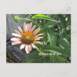 Feel Better Pink Daisy Postkarte