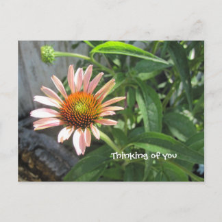 Feel Better Pink Daisy Postkarte
