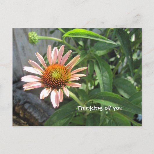 Feel Better Pink Daisy Postkarte (Vorderseite)