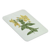 Feel-Fetch (Hypericum quartinianum) (w/c über Gram Magnet (Rechte Seite)