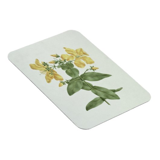 Feel-Fetch (Hypericum quartinianum) (w/c über Gram Magnet (Rechte Seite)