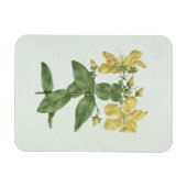 Feel-Fetch (Hypericum quartinianum) (w/c über Gram Magnet (Horizontal)