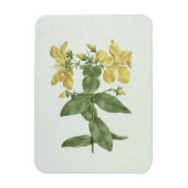 Feel-Fetch (Hypericum quartinianum) (w/c über Gram Magnet (Vertikal)