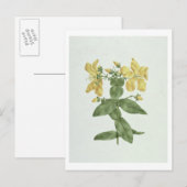 Feel-Fetch (Hypericum quartinianum) (w/c über Gram Postkarte (Vorne/Hinten)