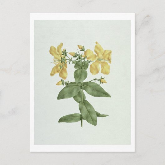 Feel-Fetch (Hypericum quartinianum) (w/c über Gram Postkarte (Vorderseite)