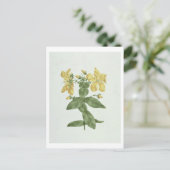 Feel-Fetch (Hypericum quartinianum) (w/c über Gram Postkarte (Stehend Vorderseite)