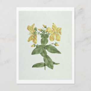 Feel-Fetch (Hypericum quartinianum) (w/c über Gram Postkarte