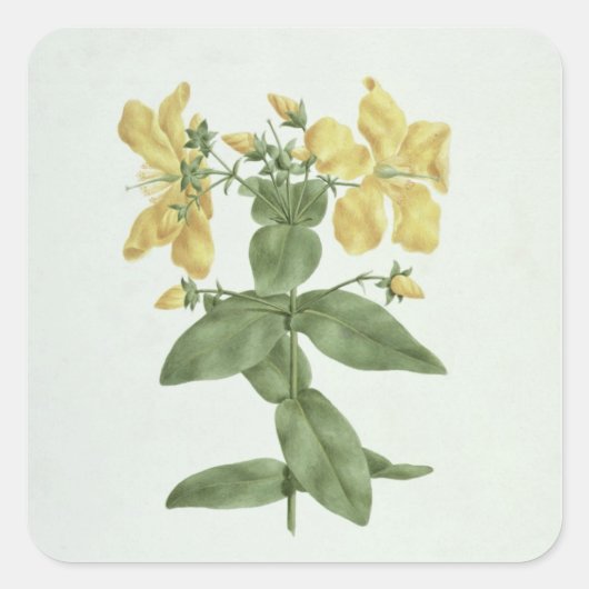 Feel-Fetch (Hypericum quartinianum) (w/c über Gram Quadratischer Aufkleber (Vorderseite)