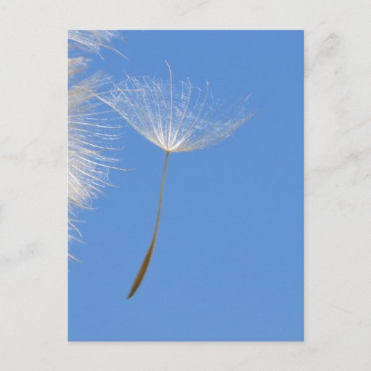 Feel free - Flying Dandelion seed Postkarte (Vorderseite)