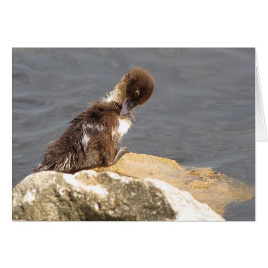 Feelin' Ducky - Duckling Get Well Card (Vorderseite (Horizontal))