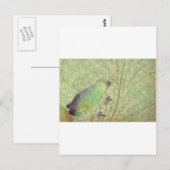 Feelin' Froggy Postkarte (Vorne/Hinten)
