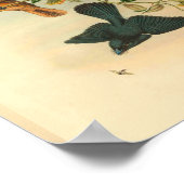 Feen Tails Red Flycatcher Bird Vintag Print Poster (Ecke)