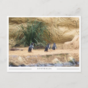 Feenpinguine – Niedliche australische Tierwelt Postkarte
