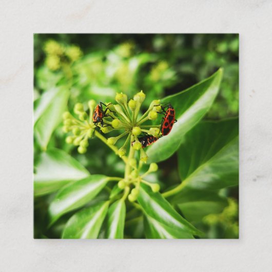 Fehler auf der grünen 2.5" x 2.5" Einschlusskarte Begleitkarte (Vorderseite)