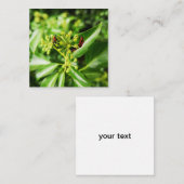 Fehler auf der grünen 2.5" x 2.5" Einschlusskarte Begleitkarte (Vorne/Hinten)