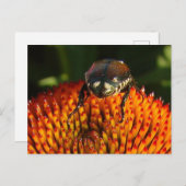 Fehler bei Blume schließen Postkarte (Vorne/Hinten)