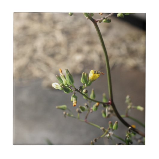 Fehler bei der Blume Fliese (Vorderseite)