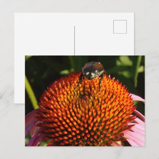 Fehler bei der Blume Postkarte (Vorne/Hinten)