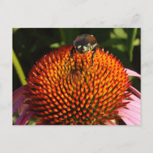 Fehler bei der Blume Postkarte
