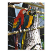 Fehler in Key West Fotodruck (Vorne)