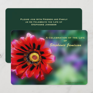 Feier des Lebens, Vivid Rote Blume Gazania Einladung