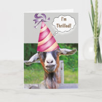 Feierliche Ziege zum Geburtstag