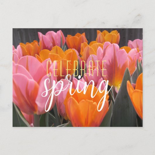 Feiern Frühlingsrutsche und Orangefarbene Tulpen P Postkarte (Vorderseite)