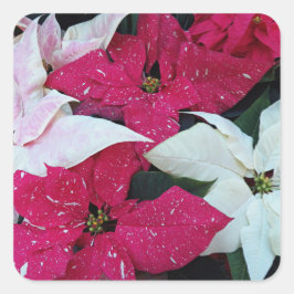 Feiertag Poinsettias Floral Quadratischer Aufkleber