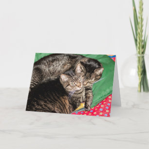 Feiertage - Weihnachten - Alltag - zwei Katzen