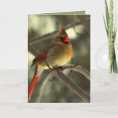 Feiertags-Frau-Kardinal Feiertagskarte (Vorderseite)