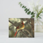 Feiertags-Frau-Kardinal Feiertagspostkarte (Stehend Vorderseite)