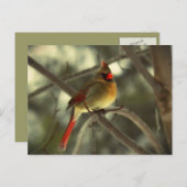 Feiertags-Frau-Kardinal Feiertagspostkarte (Vorne/Hinten)