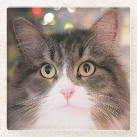 Feiertags-Katzen-Glas-Untersetzer Glasuntersetzer (Vorderseite)