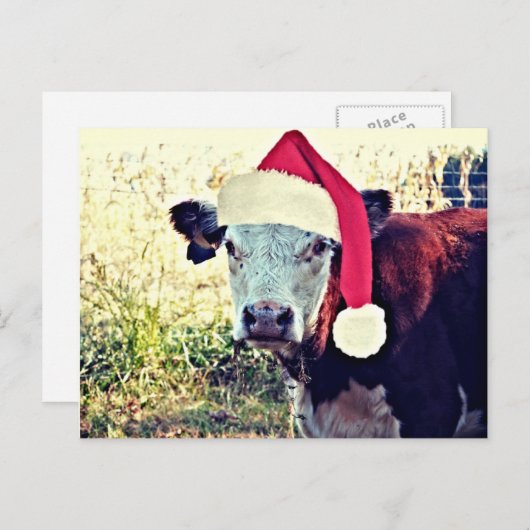 Feiertags-MOO-Kuh Feiertagspostkarte (Vorne/Hinten)