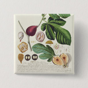 Feige, graviert durch (1704-67) Platte Johann Button