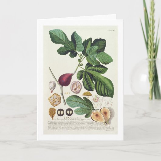 Feige, graviert durch (1704-67) Platte Johann Karte (Vorderseite)