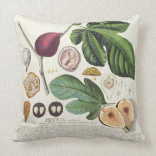 Feige, graviert durch (1704-67) Platte Johann Kissen