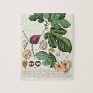 Feige, graviert durch (1704-67) Platte Johann Puzzle