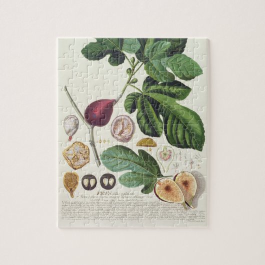 Feige, graviert durch (1704-67) Platte Johann Puzzle (Vertikal)