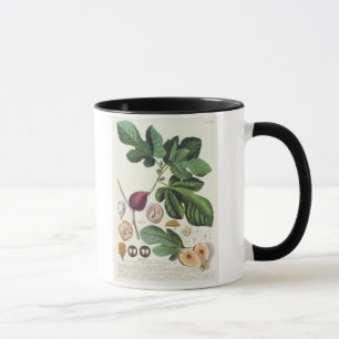 Feige, graviert durch (1704-67) Platte Johann Tasse