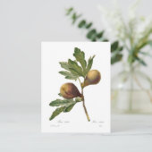 Feige Postkarte (Stehend Vorderseite)
