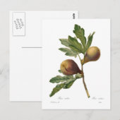 Feige Postkarte (Vorne/Hinten)