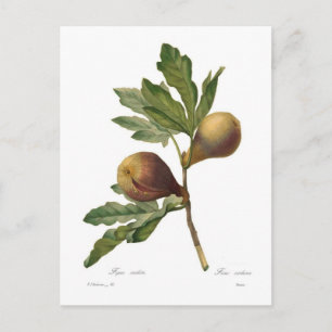 Feige Postkarte