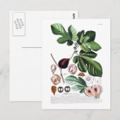 Feige Postkarte (Vorne/Hinten)
